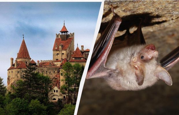 Відпустка стала фільмом жахів: туристи випадково орендували на Airbnb "замок Дракули"