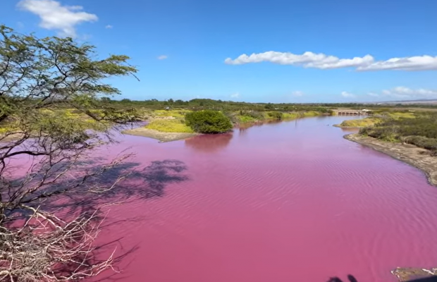 На Гавайях озеро окрасилось в ярко-розовый цвет: ученые назвали причину (видео)