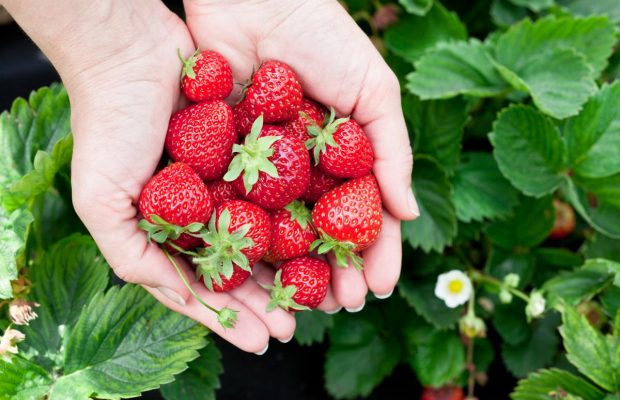 Ягоды клубники вырастут большими и сладкими, если подкормить их золой: как это сделать