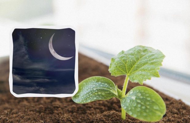 Лунный посевной календарь на декабрь 2023: что обязательно сделать на участке