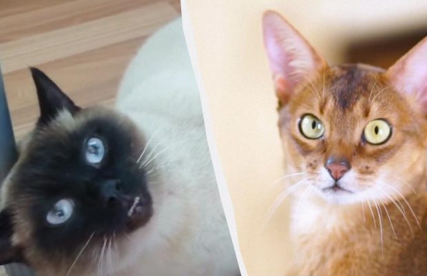 Как правильно дрессировать кошку, и какие породы лучше всего подходят: секреты и топ-3