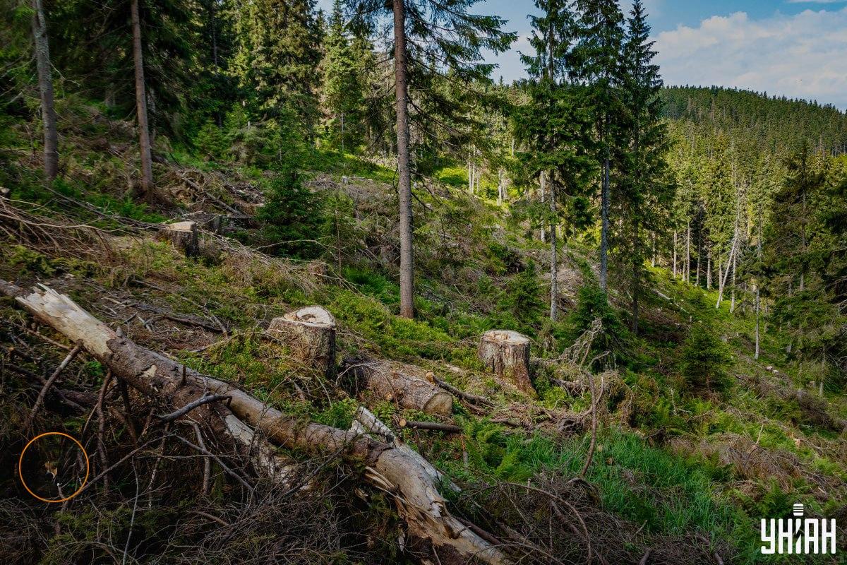 Собака знаходилася у нижньому правому кутку зображення / колаж з фото УНІАН Собака знаходилася у нижньому правому кутку зображення / колаж з фото УНІАН