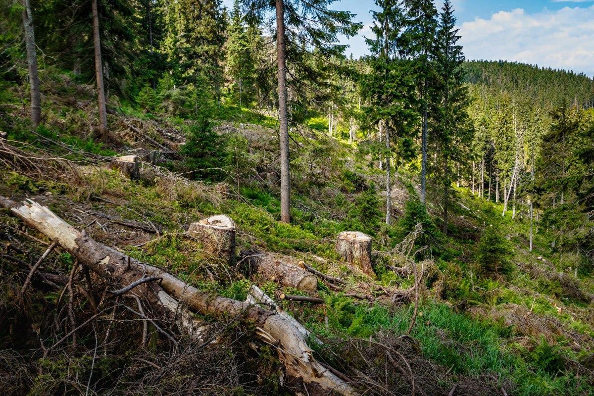 Розшукайте вчасно собаку в лісі / колаж з фото УНІАН Розшукайте вчасно собаку в лісі / колаж з фото УНІАН