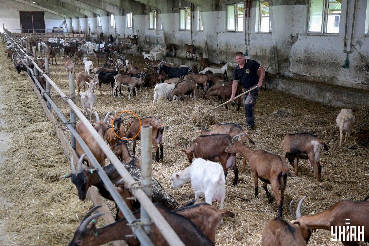 Домашняя птица была недалеко от центра изображения / коллаж с фото УНИАН Домашняя птица была недалеко от центра изображения / коллаж с фото УНИАН
