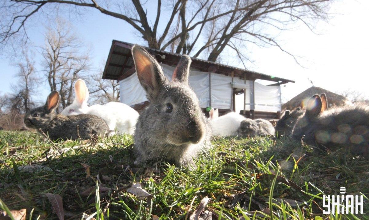 Горобця потрібно знайти вчасно / колаж з фото УНІАН Горобця потрібно знайти вчасно / колаж з фото УНІАН
