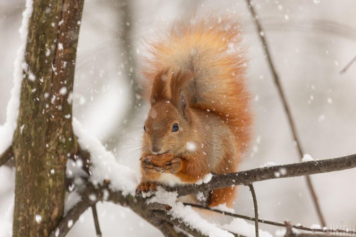 Сильных морозов в Украине не будет / фото УНИАН Сильных морозов в Украине не будет / фото УНИАН