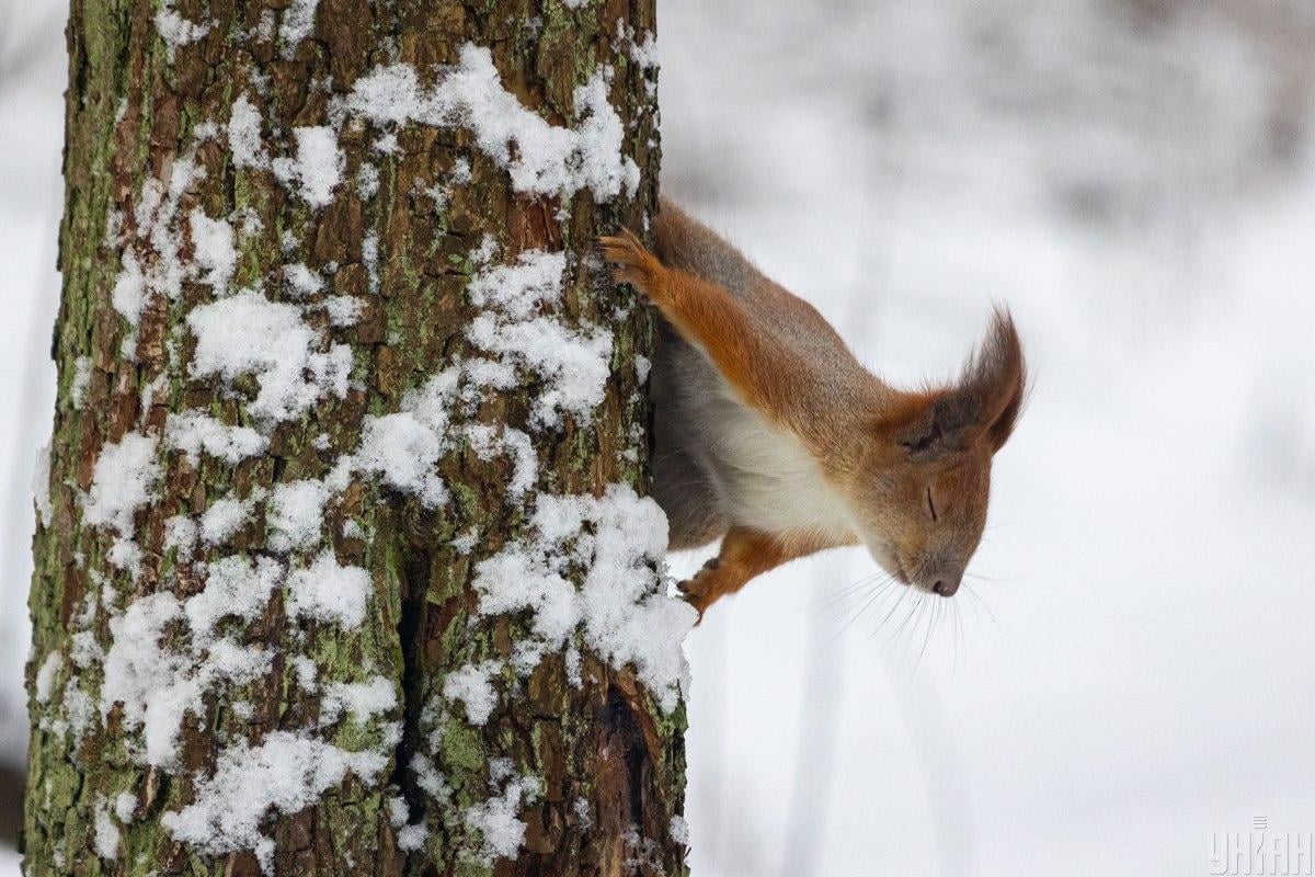 30 січня у Києві вдарить мороз