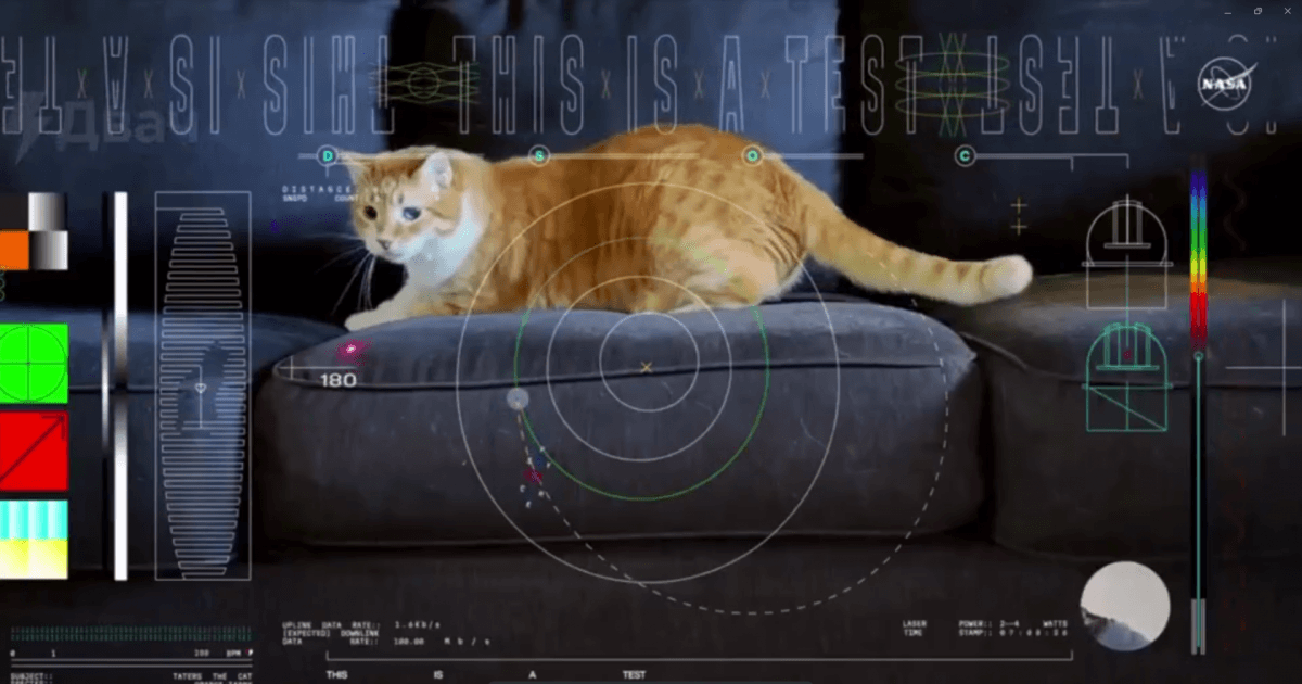 Герой видео - кот одного из сотрудников по кличке Тейтерс / скриншот Герой видео - кот одного из сотрудников по кличке Тейтерс / скриншот