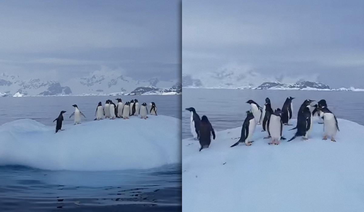 how black and white beauties have fun in Antarctica (video) - UNIAN ...