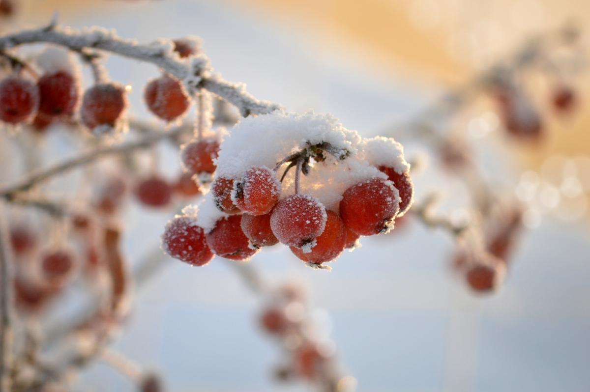28 грудня - прикмети на сьогодні / pixabay.com 28 грудня - прикмети на сьогодні / pixabay.com