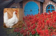 Только люди с незаурядным IQ найдут курицу на фото: удивительно сложная головоломка