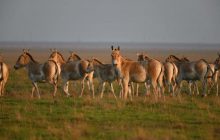 З асканійського заповідника окупанти вивезли червонокнижних тварин та зникаючі види