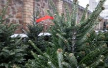 С 4 января в Киеве заработают пункты приема новогодних елок: куда нести дерево