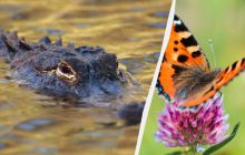 Уникум найдет бабочку среди крокодилов за 10 секунд: невероятно сложная оптическая иллюзия