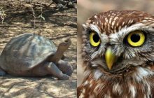 У вас глаза орла, если за 10 секунд найдете сову: захватывающая оптическая иллюзия