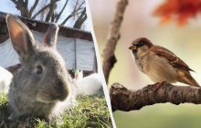 Только люди с блестящими способностями найдут воробья за 10 секунд: интересная головоломка