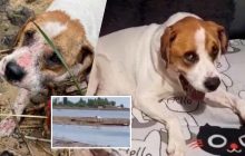 Пес, доплывший до Одессы после подрыва Каховской ГЭС, нашел новую семью в Польше (видео)