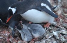 "Ми-ми-мишные": возле украинской станции в Антарктиде появились первые пингвинята (фото)