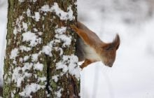 30 січня у Києві вдарить мороз