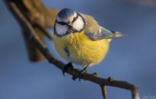 Сьогодні до Києва увірветься різке потепління: температура підскочить на 5 градусів