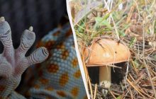 Лише унікальна людина знайде хитру ящірку за 7 секунд: свіжа оптична ілюзія