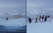 Айсберг-гойдалка для пінгвінів: як в Антарктиці чорно-білі красені розважаються (відео)