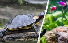 Лише 1% людей знайдуть черепаху в акваріумі за 11 секунд: головоломка для унікумів