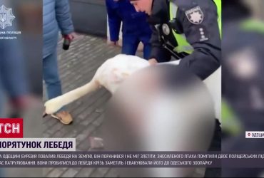 На Одещині поліцейські врятували пораненого лебедя