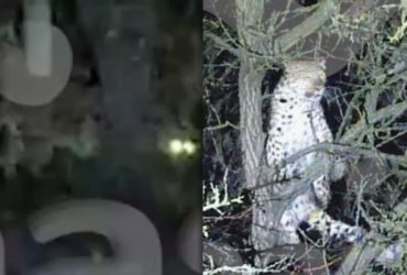 У РФ з приватного будинку втік леопард: силовики не знали, як викрутитися, і його застрелили