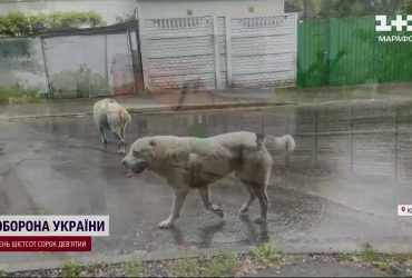 Кривавий терор алабаїв: собаки без власників влаштовують смертельні напади