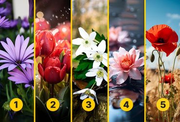 Выберите цветок, который нравится больше всего: тест на сильные стороны вашей личности