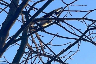 Присел на дерево: пограничники обезвредили вражеские дроны-убийцы