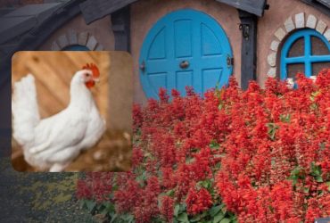 Только люди с незаурядным IQ найдут курицу на фото: удивительно сложная головоломка