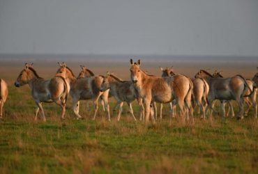 З асканійського заповідника окупанти вивезли червонокнижних тварин та зникаючі види