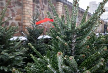 З 4 січня в Києві запрацюють пункти прийому новорічних ялинок: куди нести дерево