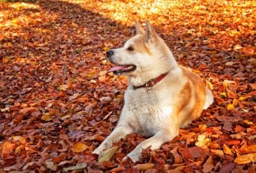 В РФ собака депутата-єдинороса жорстоко покалічив дитину