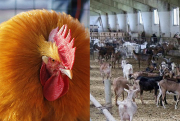 Тільки 1% людей знайдуть непосидливого півня серед кіз за 10 секунд: цікава головоломка