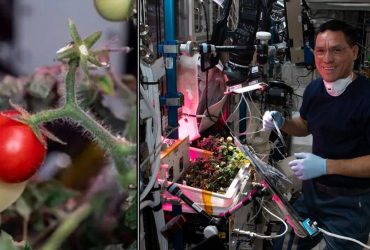 Астронавты с МКС отыскали помидор, который потеряли в космосе еще восемь месяцев назад