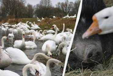 Лише люди з винятковим IQ побачать гуску серед лебедів за 10 секунд: нелегка головоломка