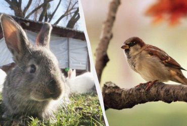 Тільки люди з блискучими здібностями знайдуть горобця за 10 секунд: цікавенна головоломка