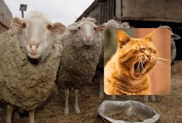 Задачка, з якою впорається лише 1% людей: у вас буде 5 секунд