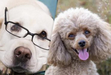 Эффект дарвинизма: ученые выяснили, почему некоторые собаки запоминают имена