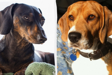 Названы топ-20 пород собак для квартиры