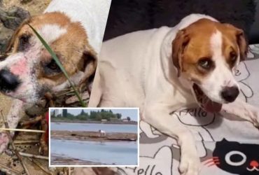 Пес, який доплив до Одеси після підриву Каховської ГЕС, знайшов родину у Польщі (відео)