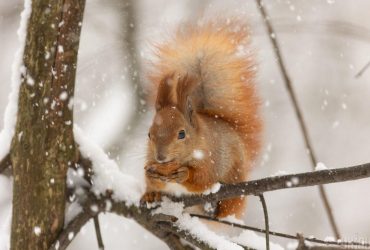 В Укргидрометцентре рассказали, какой будет погода зимой