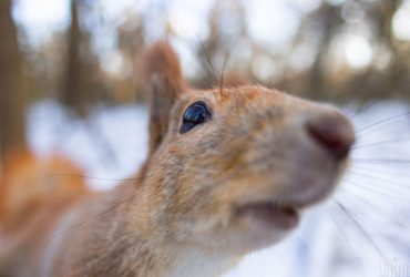 12 февраля Киев скует мороз
