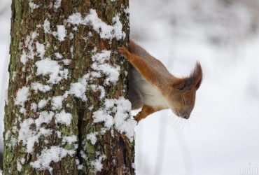30 января в Киеве ударят морозы