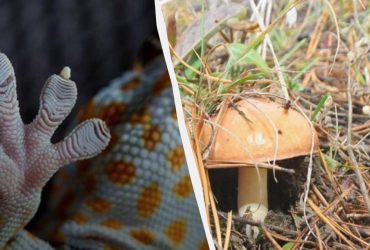 Лише унікальна людина знайде хитру ящірку за 7 секунд: свіжа оптична ілюзія