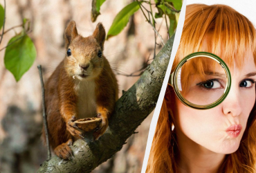 Не кожному під силу знайти білку в лісі за 10 секунд: складна оптична ілюзія