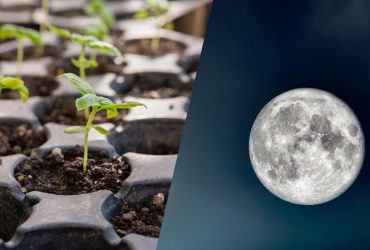 Лунный посевной календарь на январь 2024: что обязательно стоит посадить